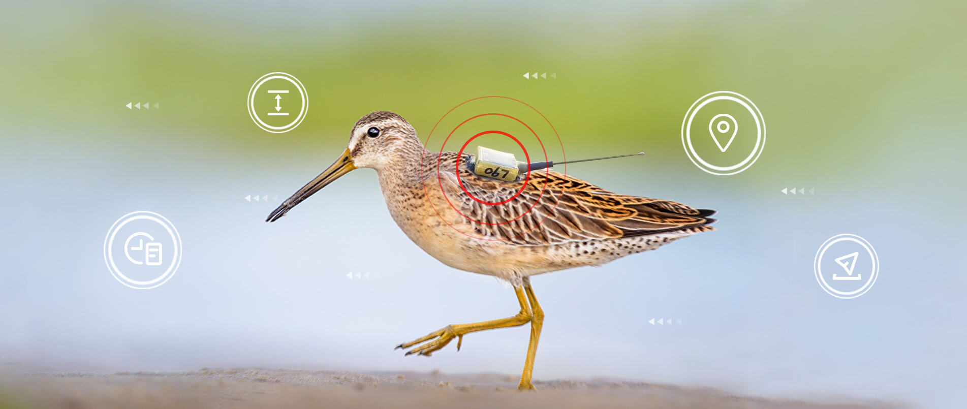 mg不朽情缘官网物联网整体解决方案，助力小型鸟类实现全球追踪